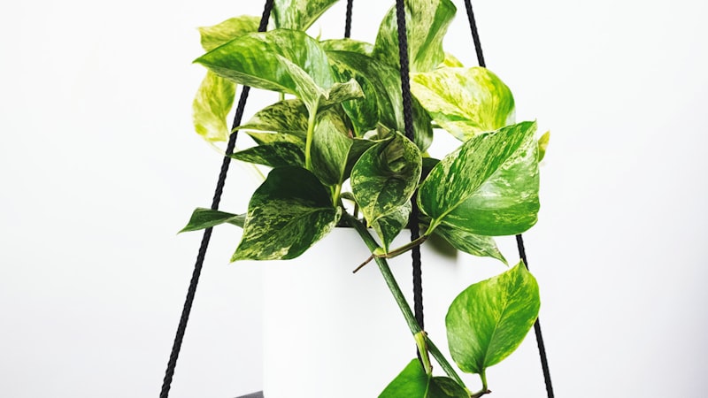 足球世界杯经典进球庆祝时刻回顾画面